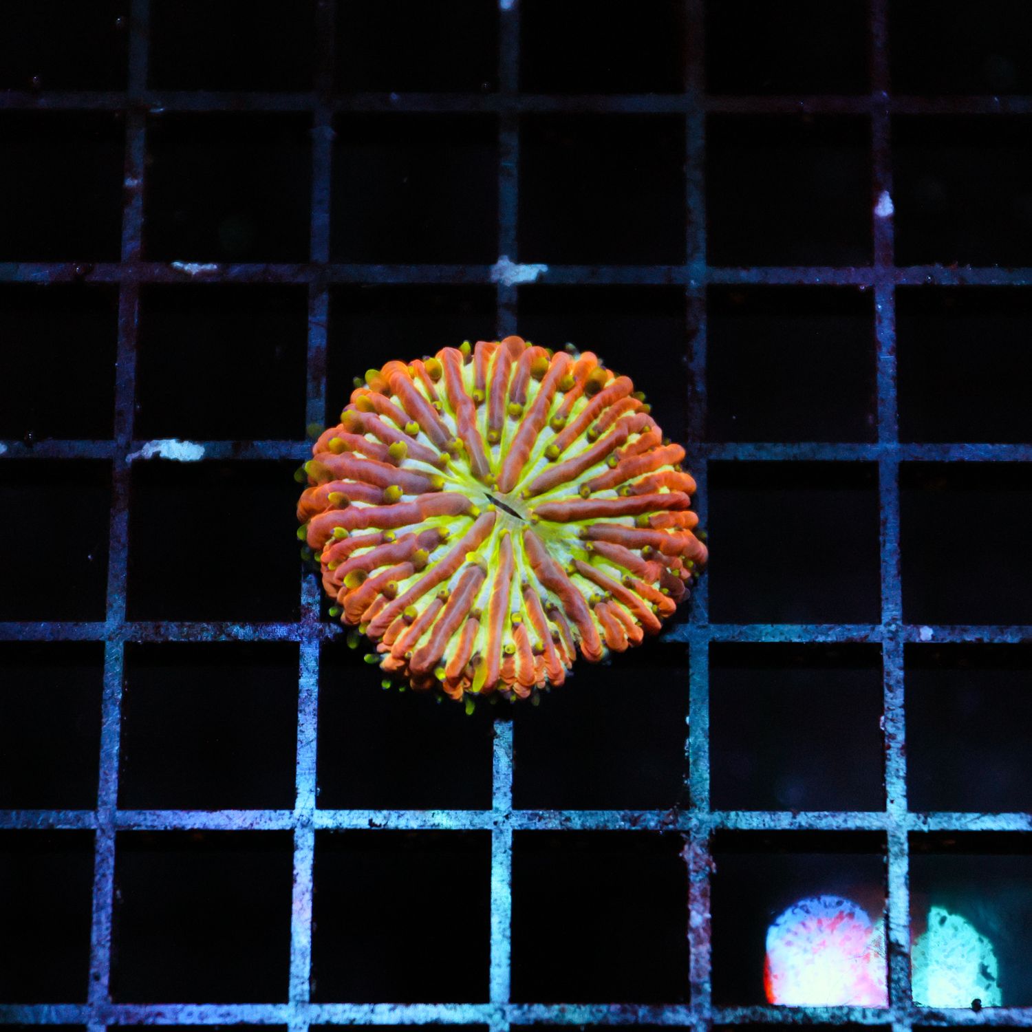 Rainbow Plate Coral 3 (Fungia Spp.)