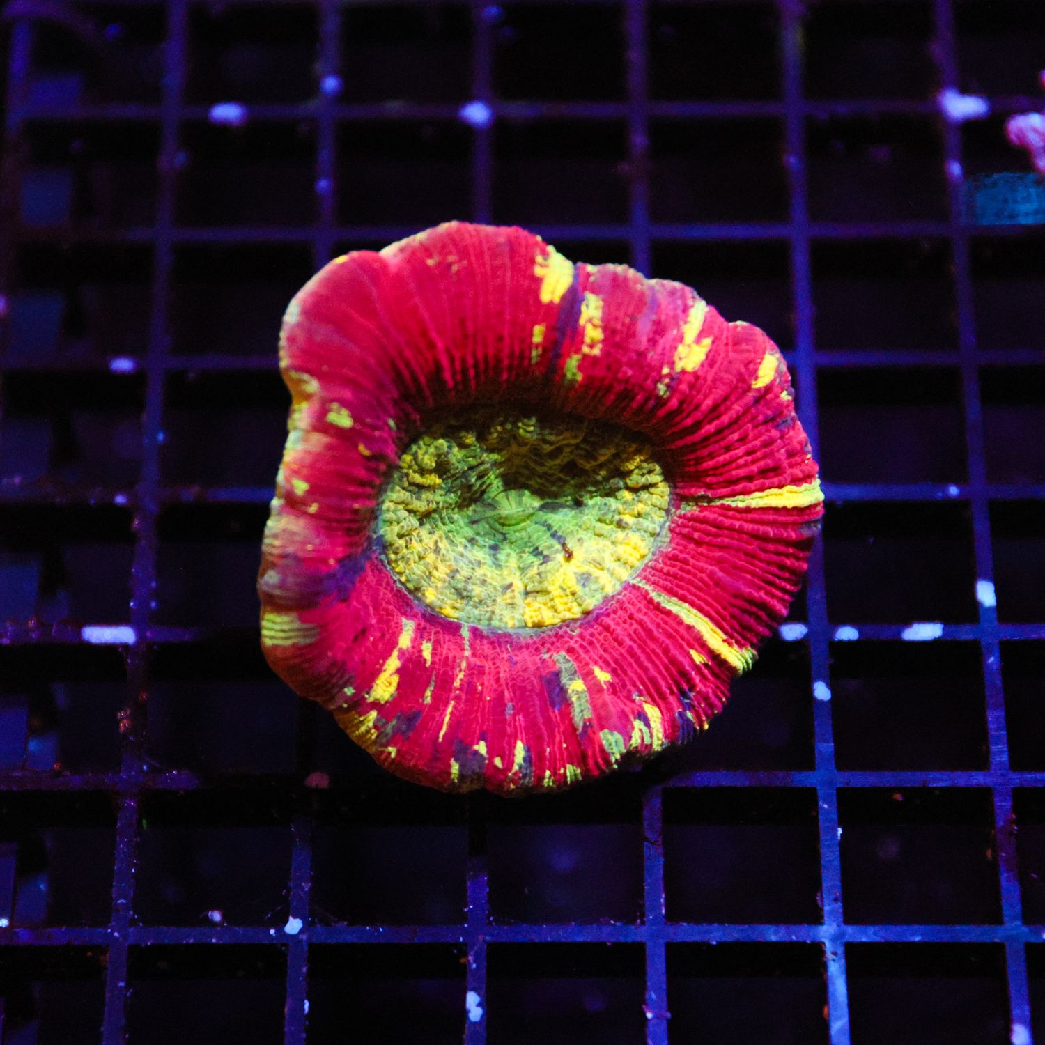 Red Trachyphillia Coral (Trachyphillia Geoffroyi)