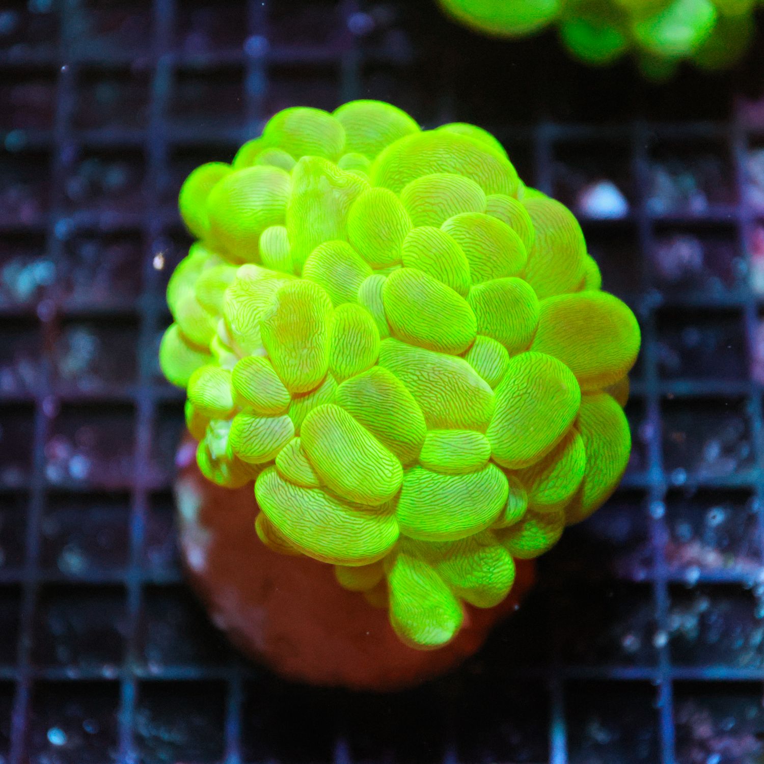 Metallic Green Bubble Coral (Plerohyra Sinuosa)