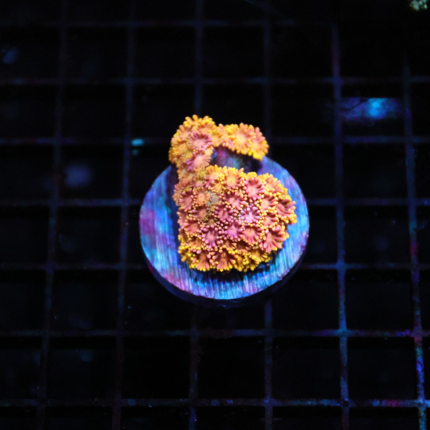 Rainbow Goni Mini Colony (Goniopora Spp.)