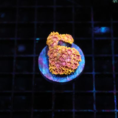Rainbow Goni Mini Colony (Goniopora Spp.)