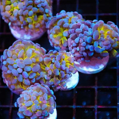 Hologram Branching Hammer (Euphillia Parancora)