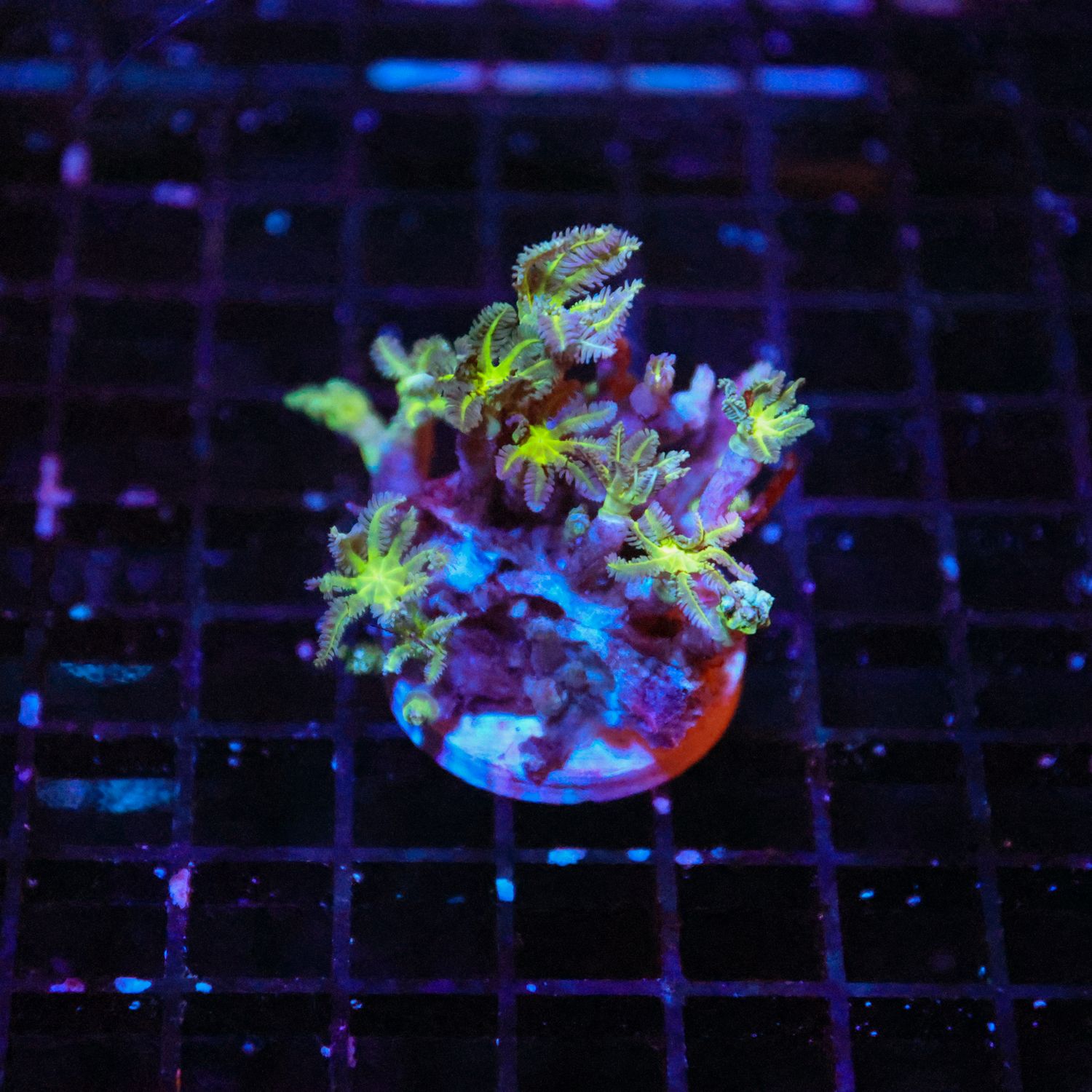 Bright Green Clove Polyp - Frag (Clavularia Spp.)