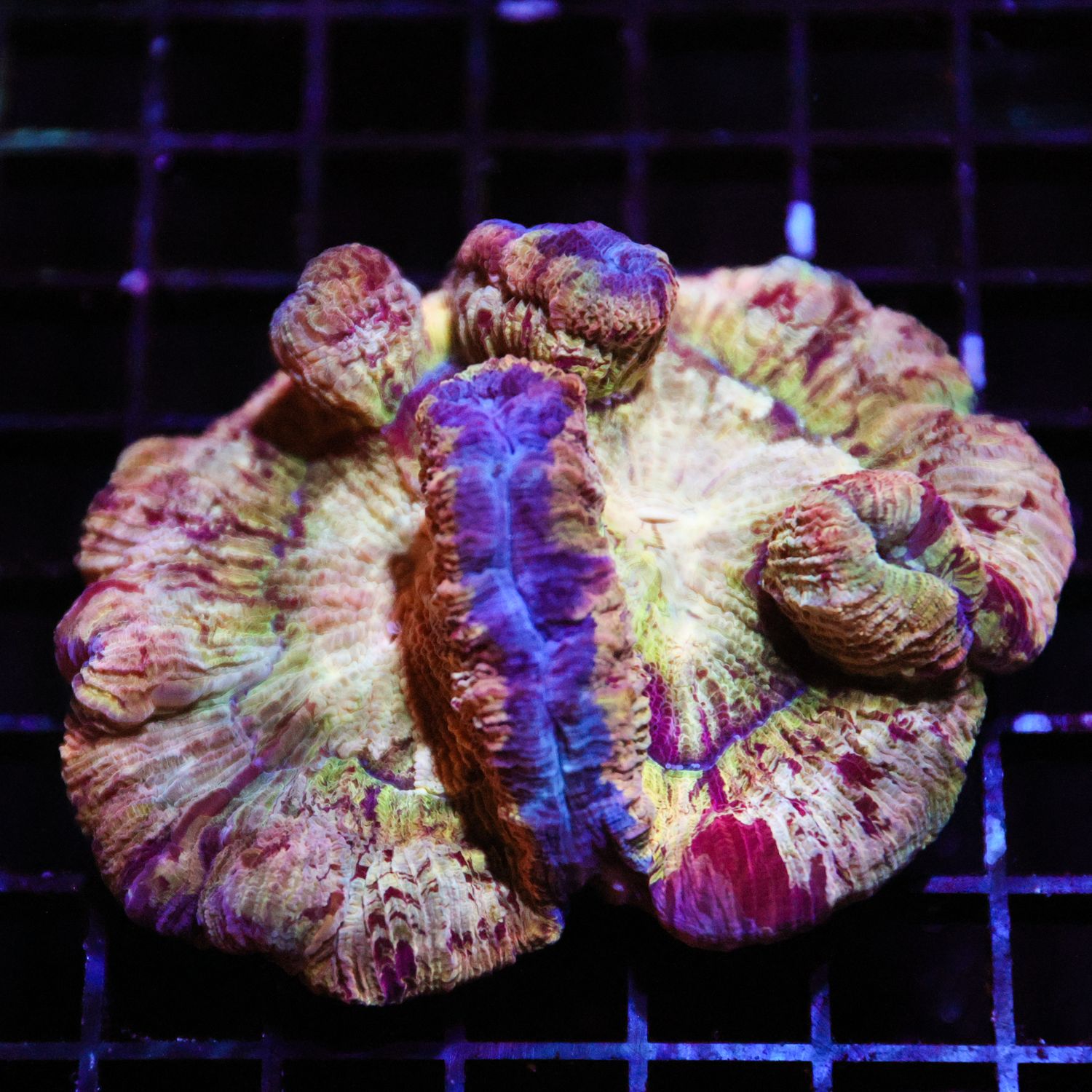 Rainbow Brain Coral 2 (Wellsophyllia Radiata)