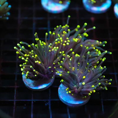 Rasta Torch - 1 Head (Euphyllia Glabrescens)