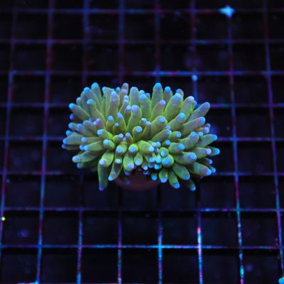 Green with Blue Tip Torch  - 4 Head (Euphyllia Glabrescens)