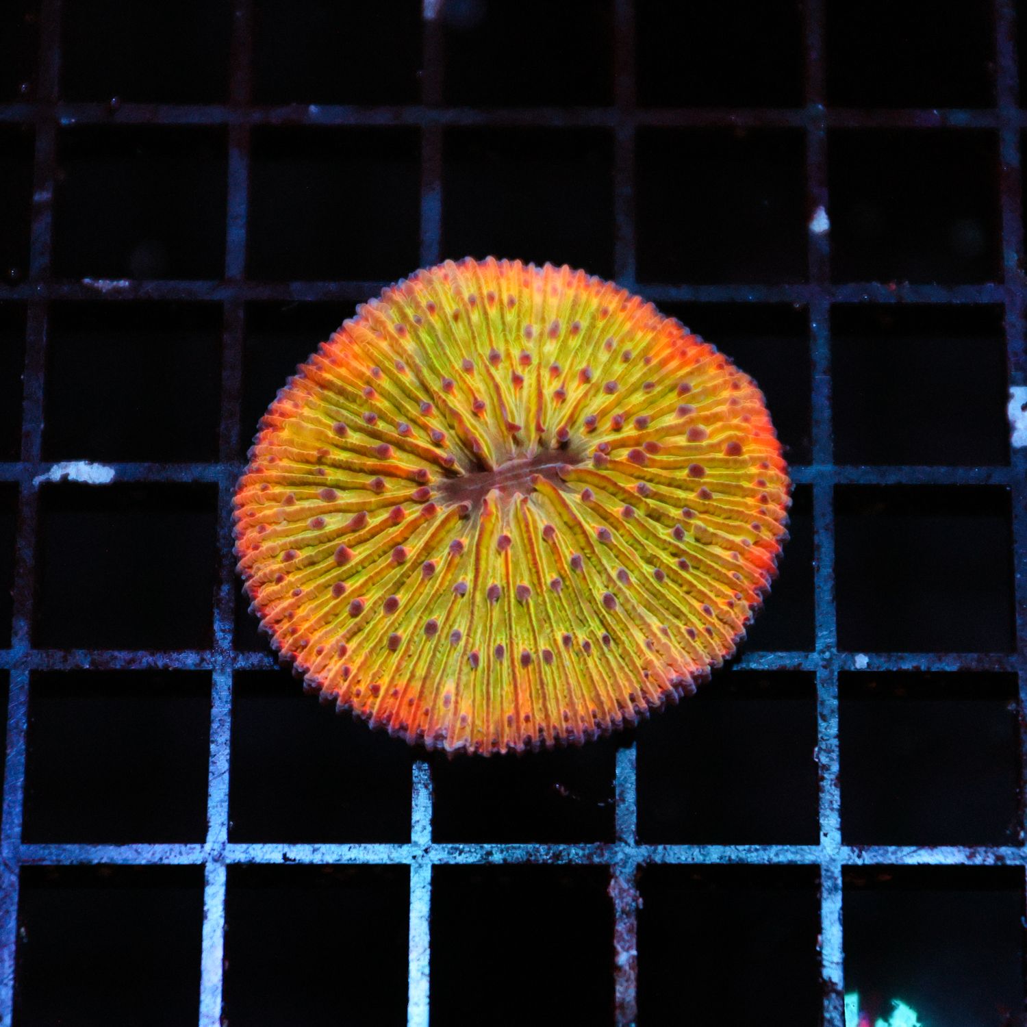 Rainbow Plate Coral 6 (Fungia Spp.)