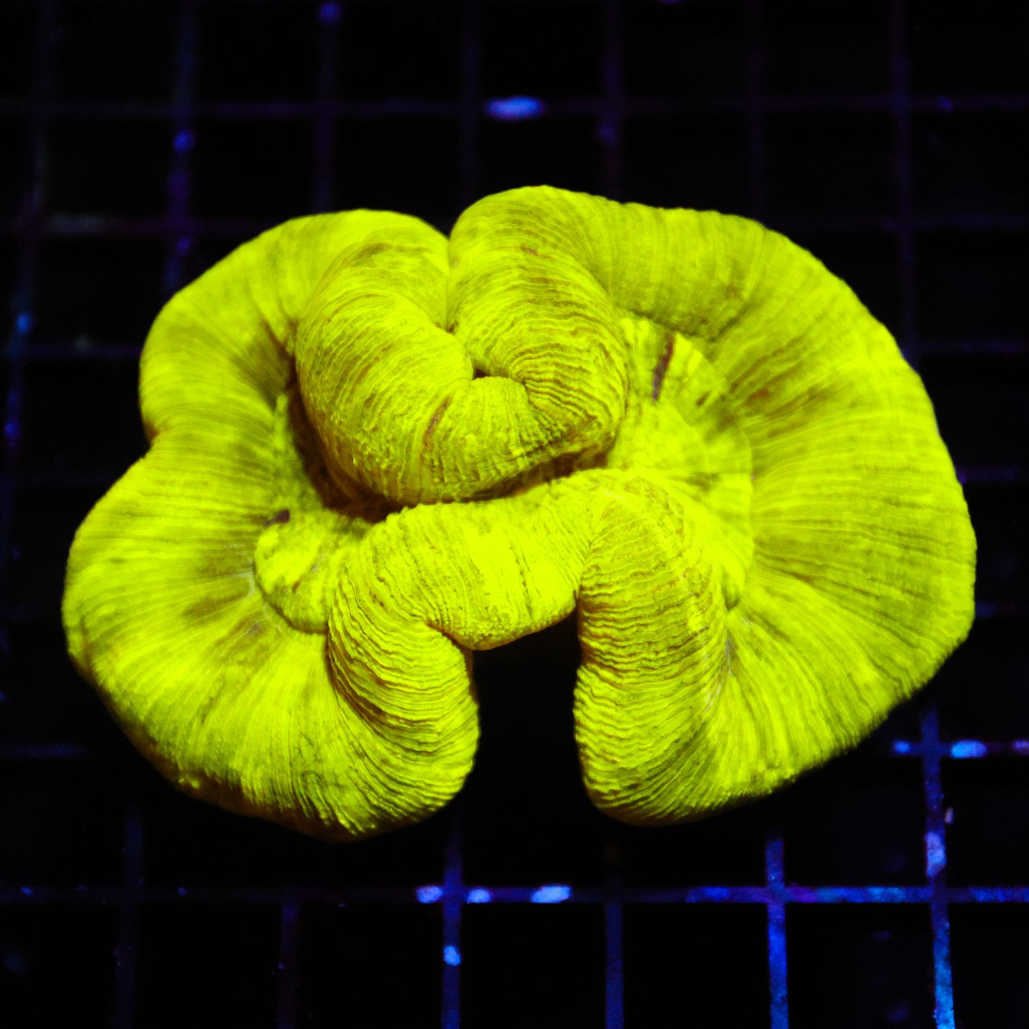 Yellow Brain Coral 2 (Wellsophyllia Radiata)