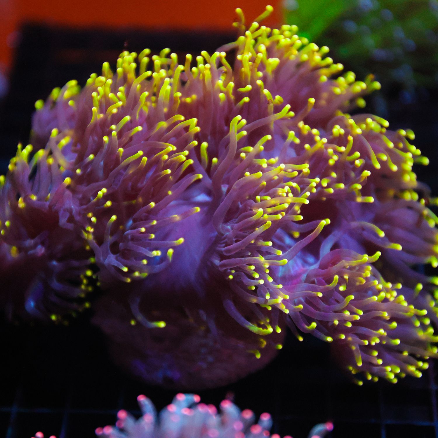 Rasta Elegance Coral (Cataphyllia Jardinei)