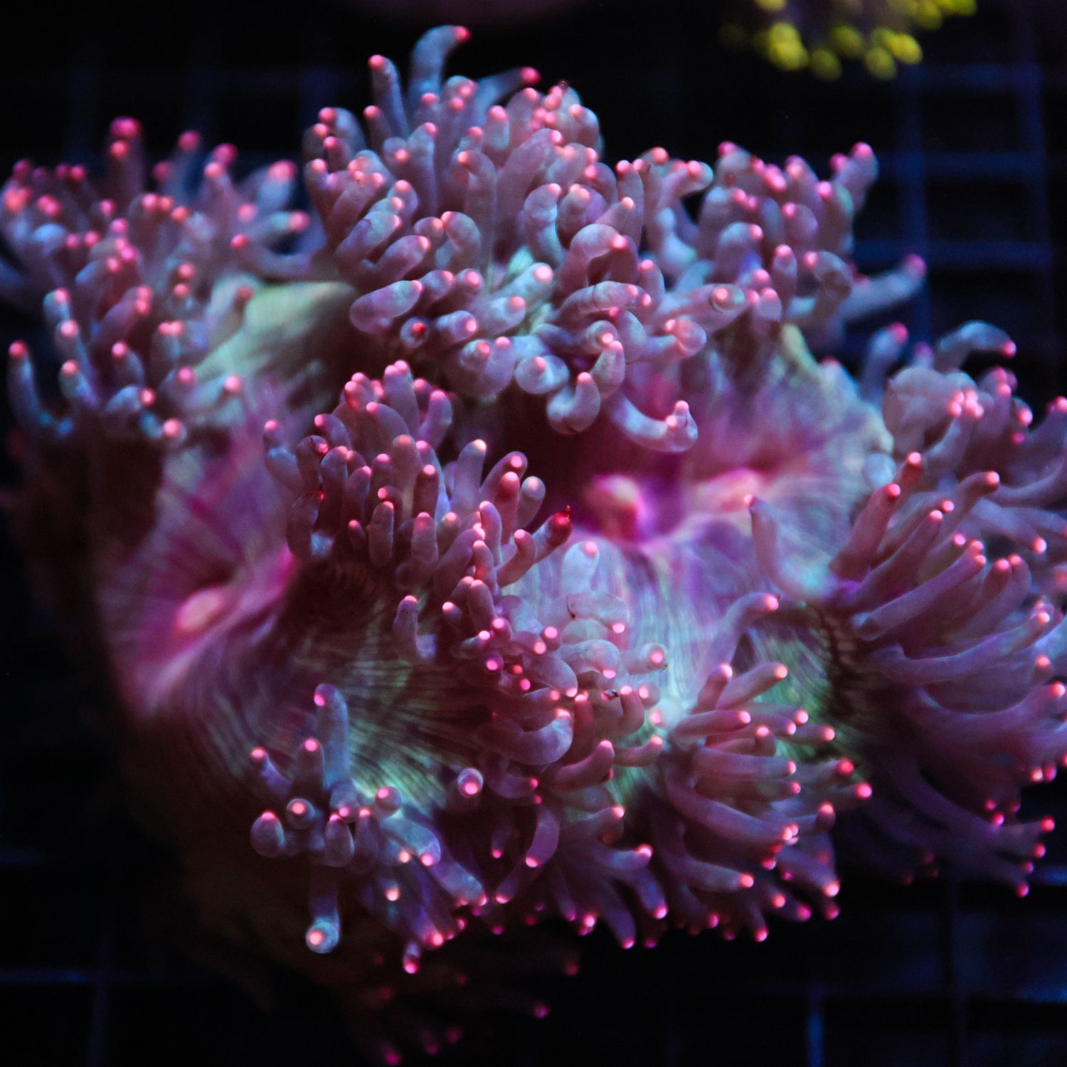 Pink Tip Elegance Coral (Cataphyllia Jardinei)