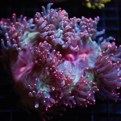 Pink Tip Elegance Coral (Cataphyllia Jardinei)