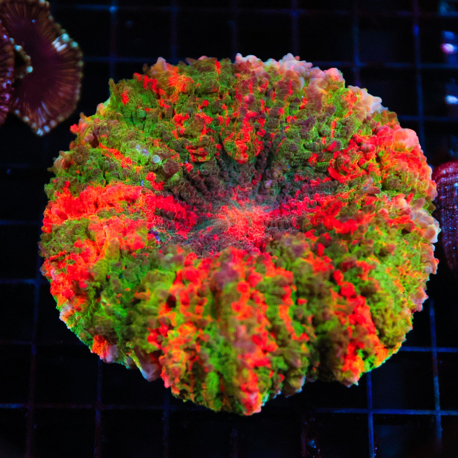 Rainbow Acantho 1  (Acanthophylia Deshayesiana)