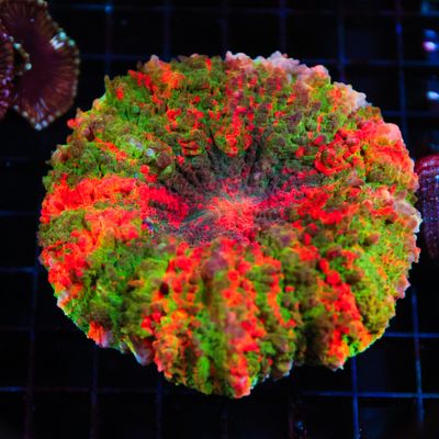 Rainbow Acantho 1  (Acanthophylia Deshayesiana)