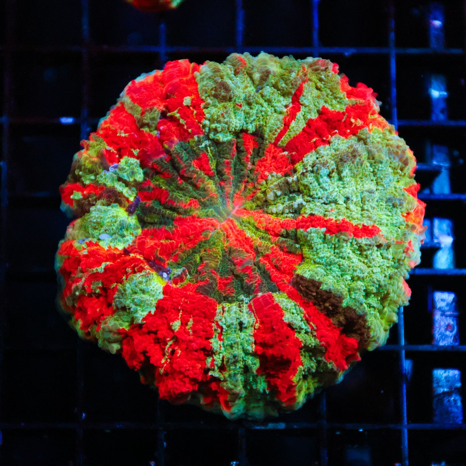 Rainbow Acantho 2  (Acanthophylia Deshayesiana)