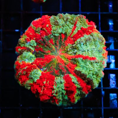 Rainbow Acantho 2  (Acanthophylia Deshayesiana)