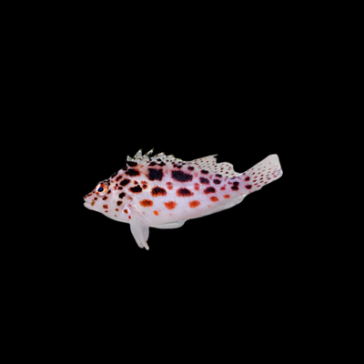Pixy Spotted Hawkfish (Cirrhitichthys oxycephalus)