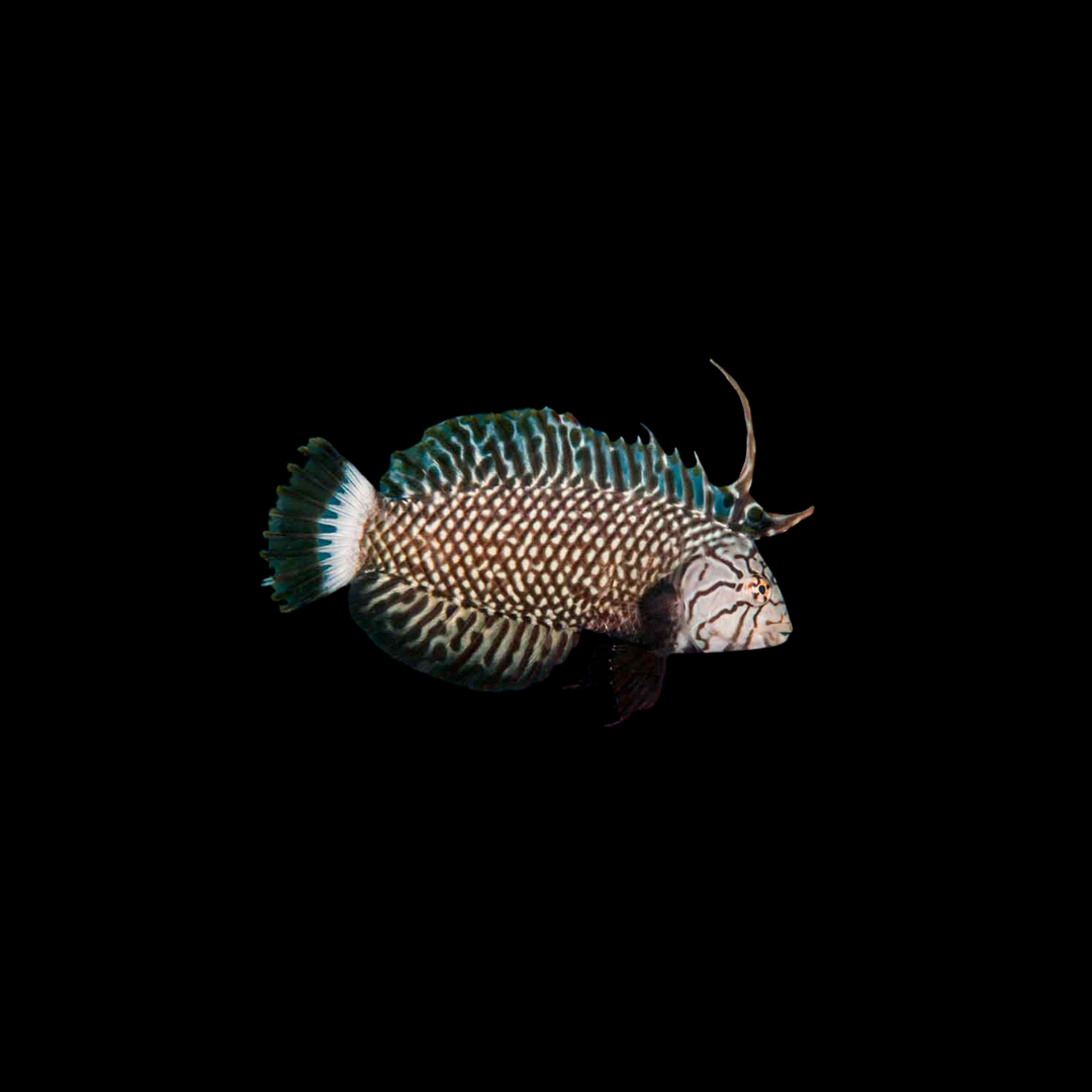 Dragon Wrasse (Navaculychthys Taeniourus)