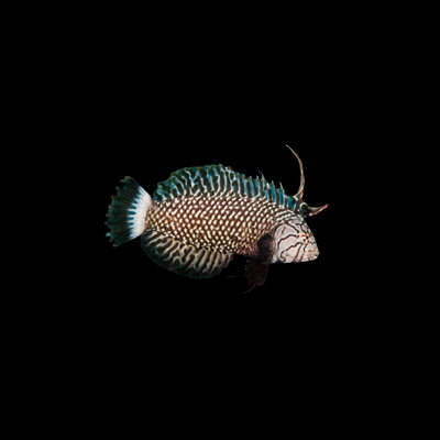 Dragon Wrasse (Navaculychthys Taeniourus)