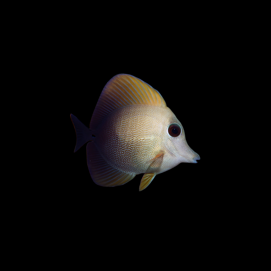Scopas Tang (Zebrasoma Scopas)