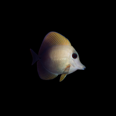Scopas Tang (Zebrasoma Scopas)