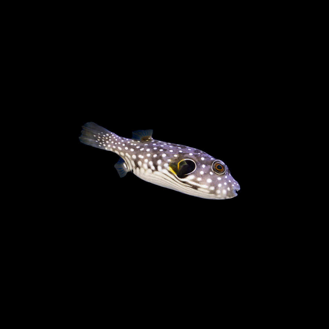 Stars &amp; Stripes Puffer (Arothron hispidus)