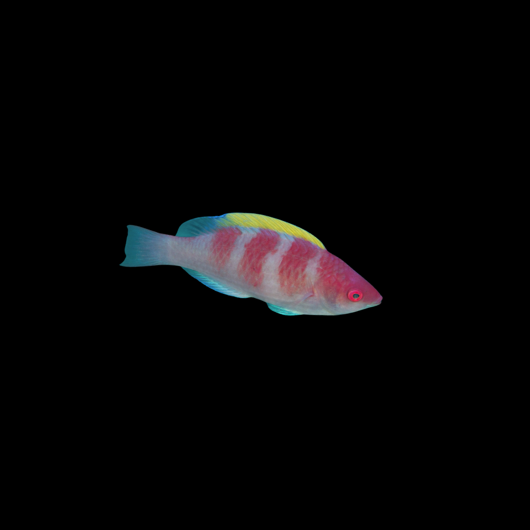 Yellow Fin Fairy Wrasse (Cirrhilabrus Flavidorsalis)