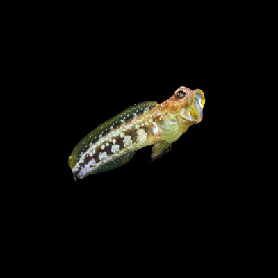 Variable jawfish (Opistognathus variabilis)