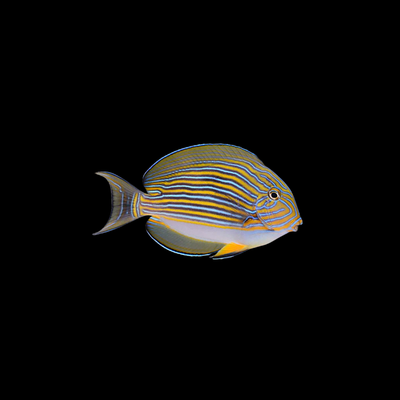 Clown Tang (Acanturus Lineatus)