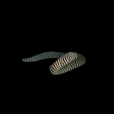 Zebra Moray Eel (Gymnomuraena zebra)