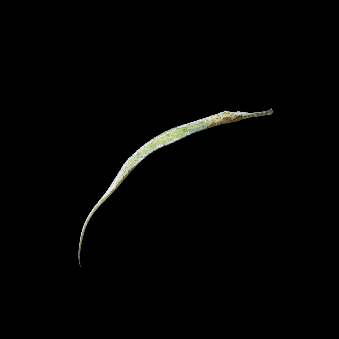 Alligator Pipefish (Syngathoides Biaculeatus)