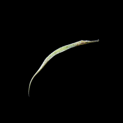 Alligator Pipefish (Syngathoides Biaculeatus)