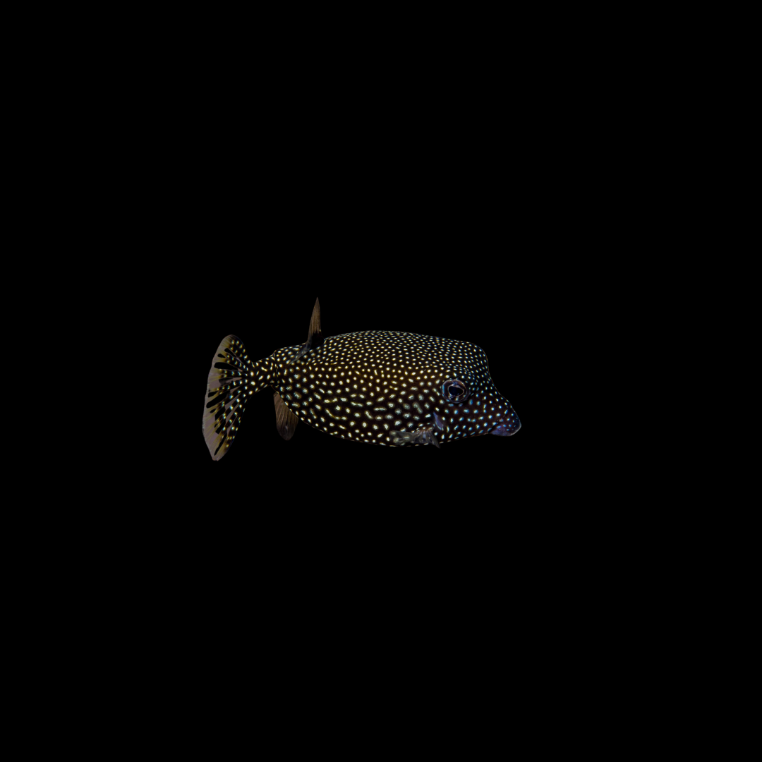 Spotted Boxfish - Small (Ostracion Meleagris)