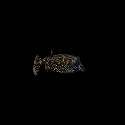 Spotted Boxfish - Small (Ostracion Meleagris)