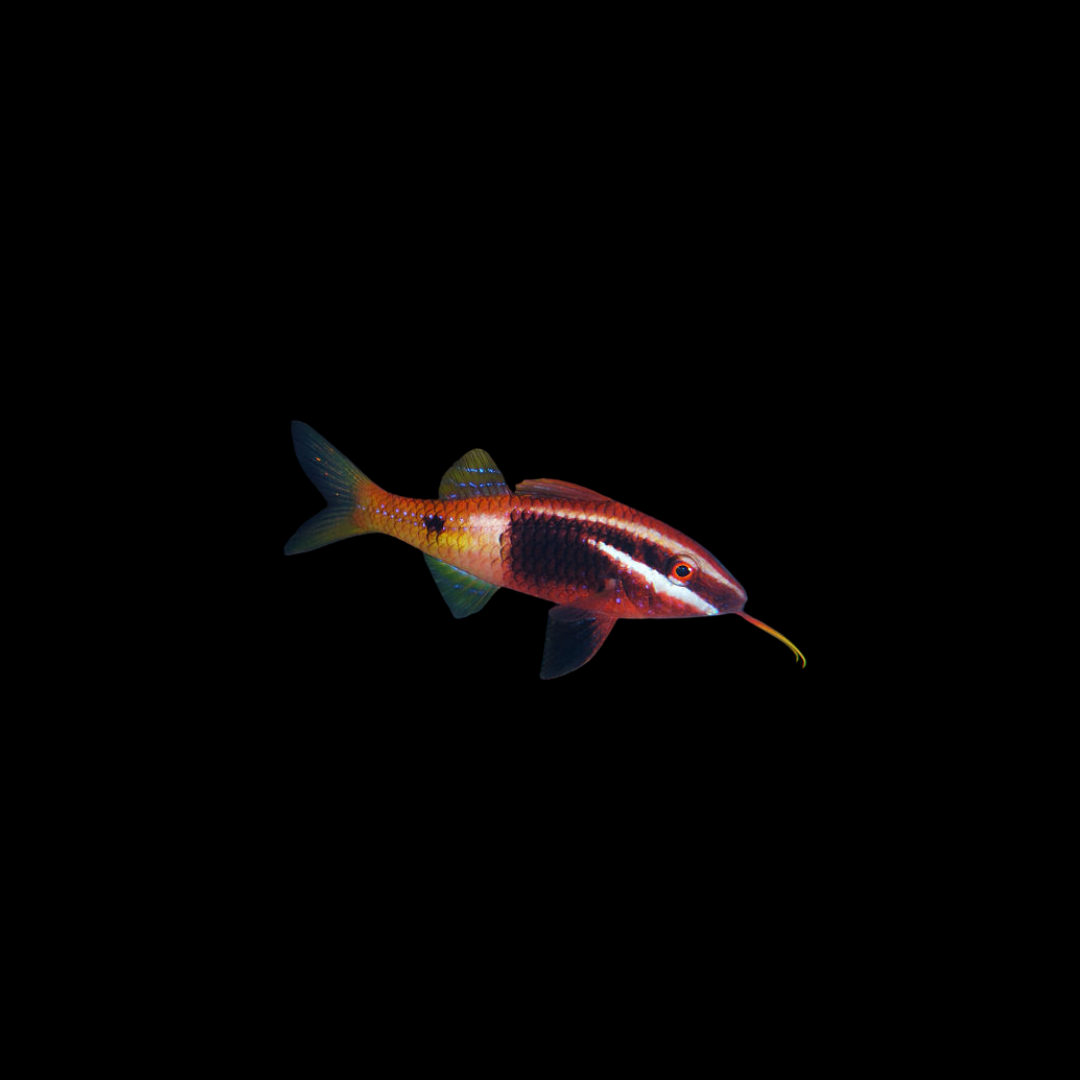 Bicolor Goatfish (Parupeneus Barberinoides)
