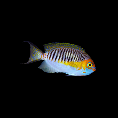 Masked Swallow Angelfish (Genicanthus Semifasciatus)