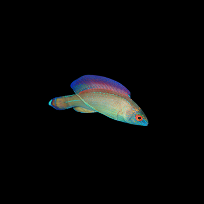 Blue Margin Fairy Wrasse (Cirrhilabrus Pylei)
