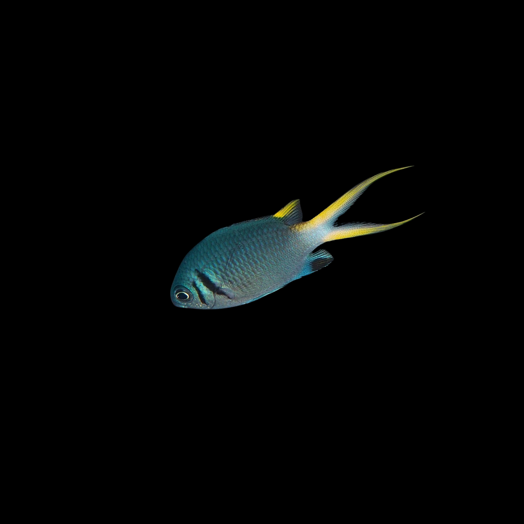 Double Bar Chromis (Chromis opercularis)