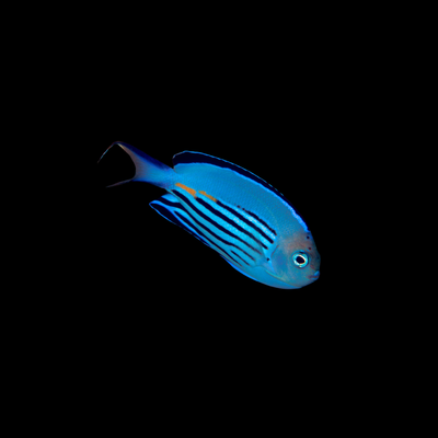 Watanabei Angelfish (Genicanthus Watanabei)