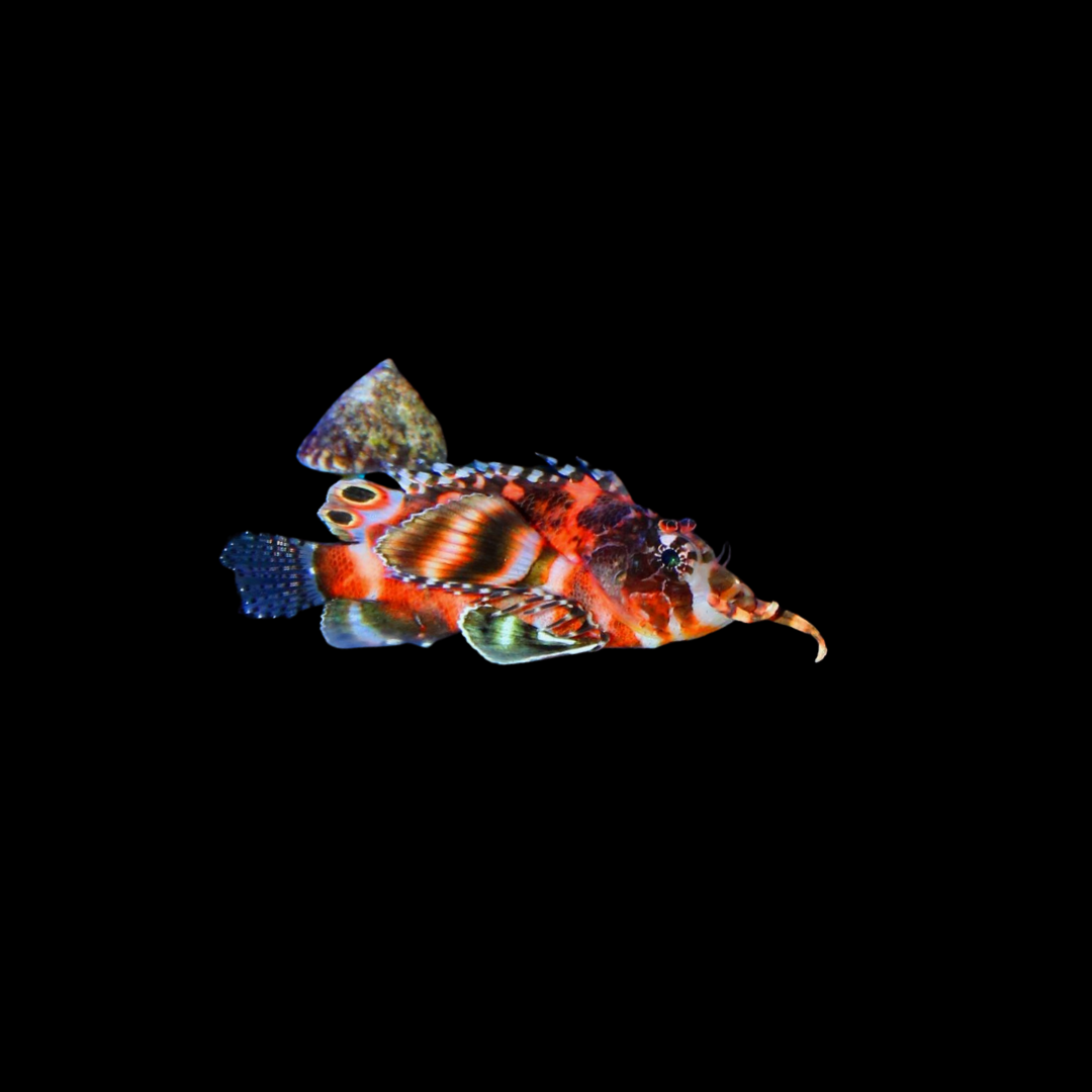 Fu Manchu Lionfish (Dendrochirus biocellatus)