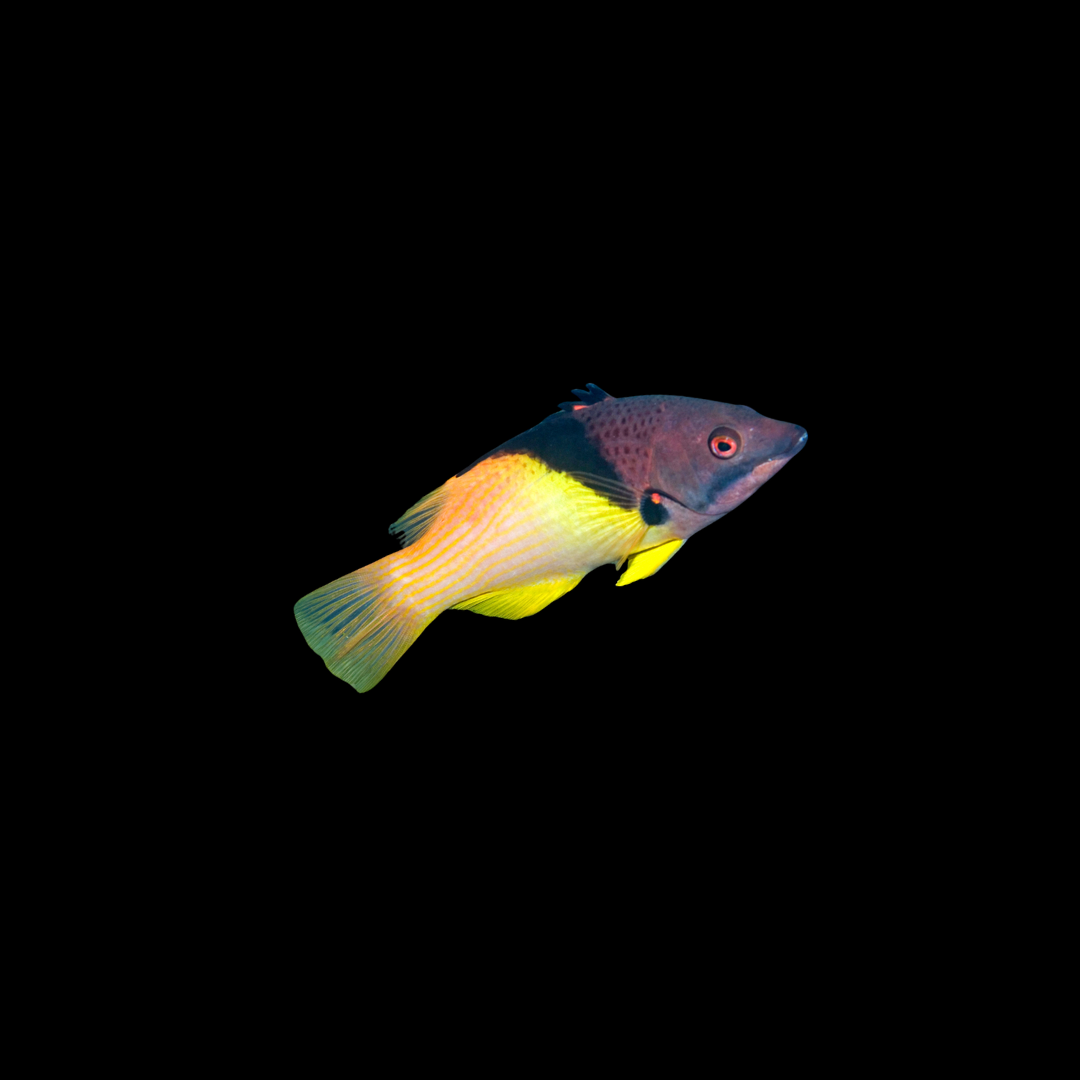 Coral Hogfish (Bodianus mesothorax)