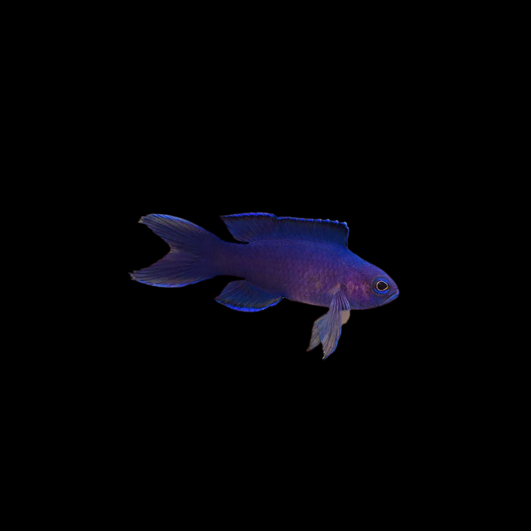 Randall’s Assessor Basslet (Assessor randalli)