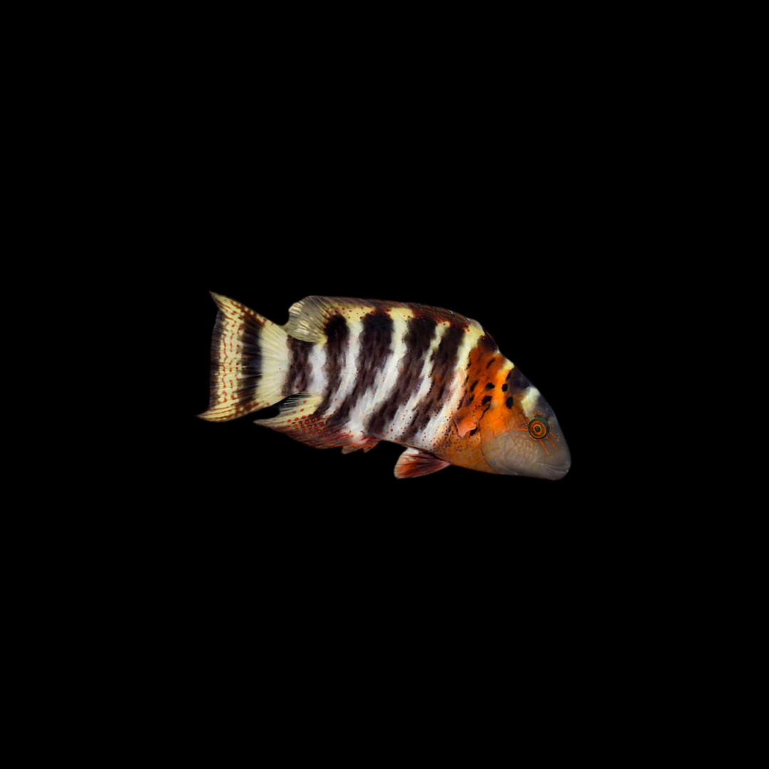 Red Breasted Wrasse (Cheilinus Fasciatus)