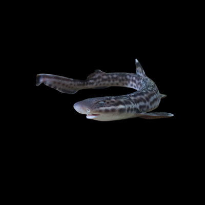 Marble Cat Shark (Atelomycterus marmoratus)