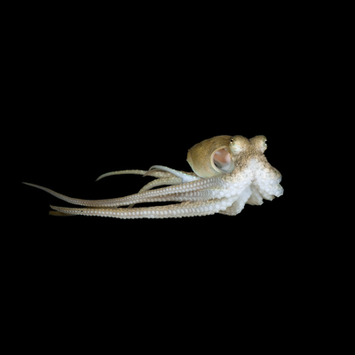 Prickly Octopus (Abdopus Aculeatus)