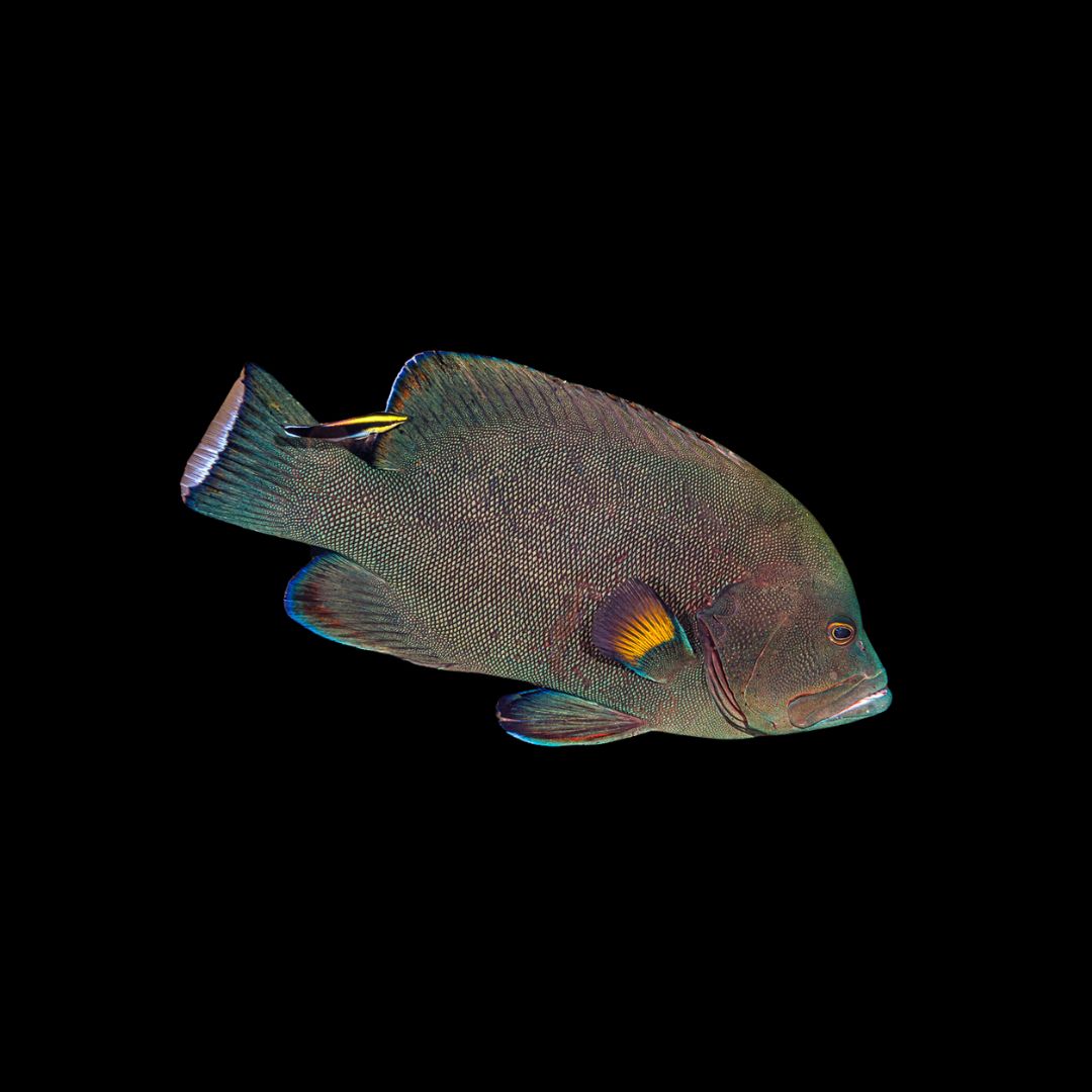 Red Mouth Grouper (Aethaloperca rogaa)