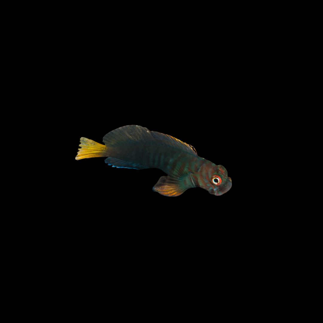 Chestnut Blenny (Cirripectes castaneus)