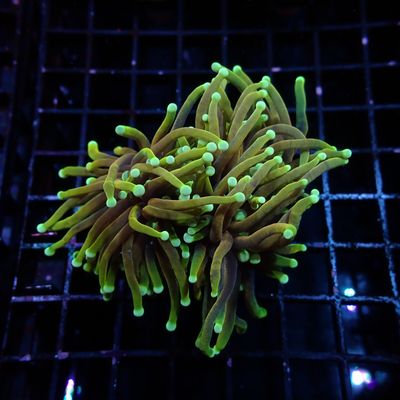 Ultra Gold Torch - 2-3 Heads (Euphyllia Glaberescens)