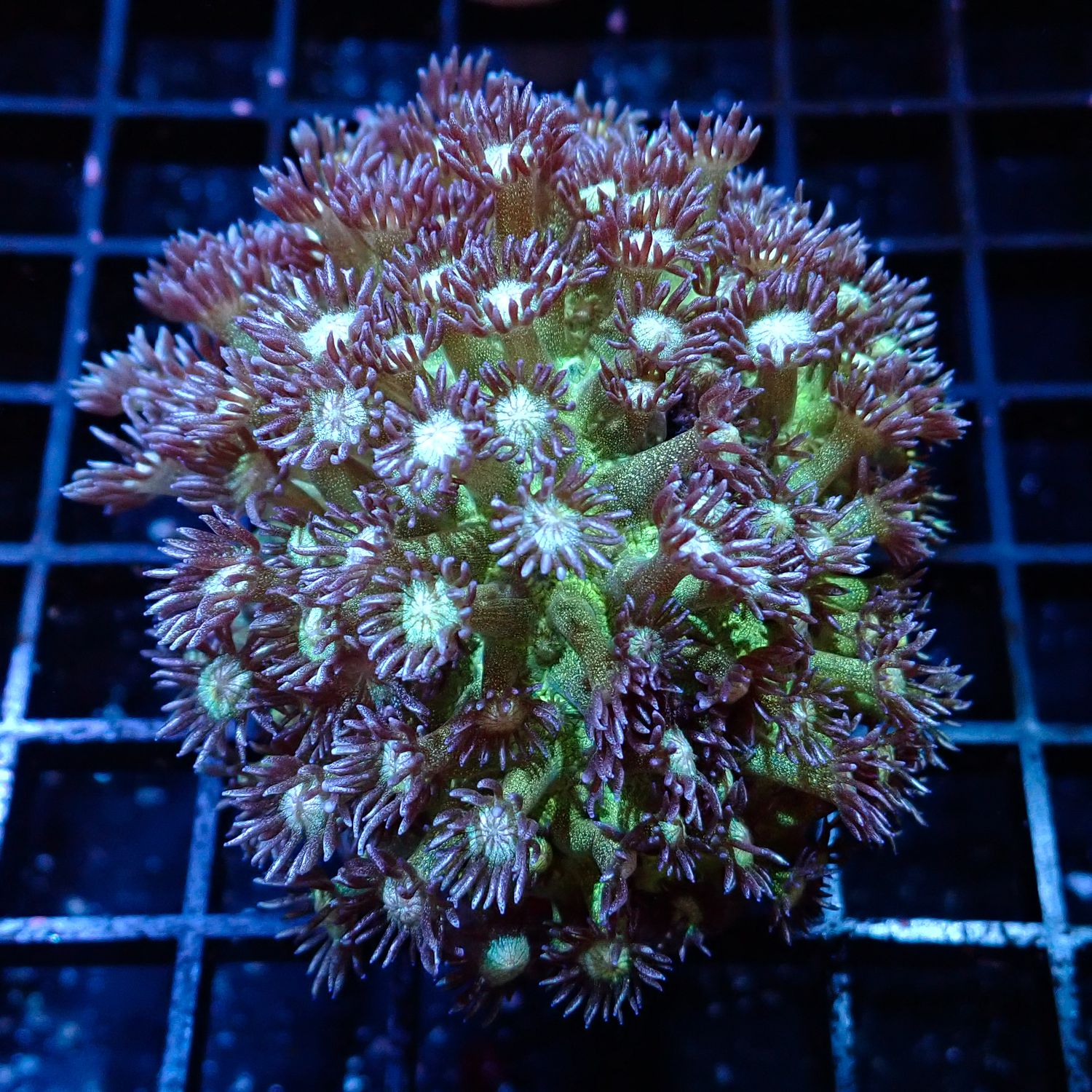 Green Glitter Goniopora - Colony (Goniopora Spp.)
