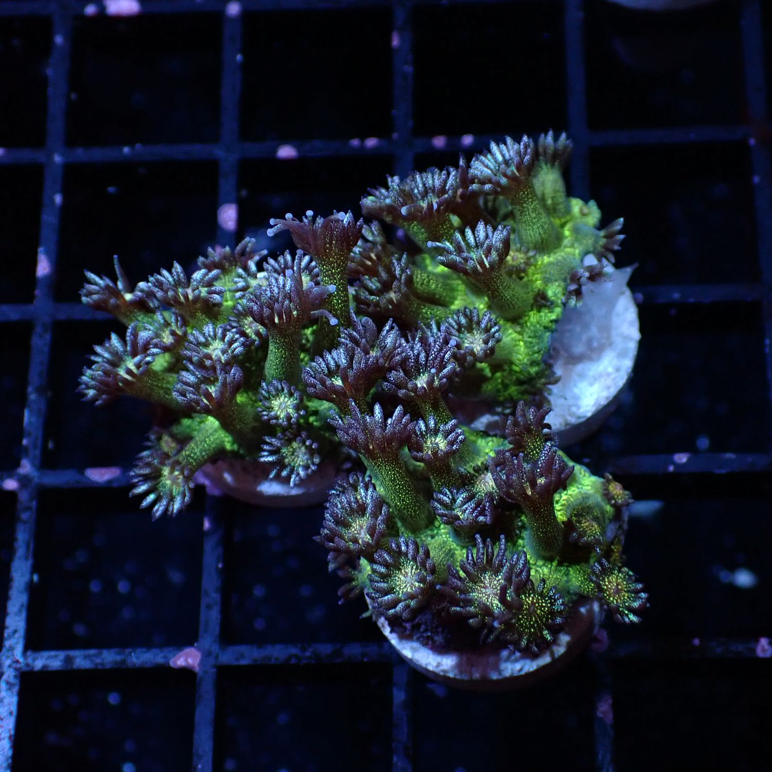 Green Glitter Goniopora - Frag (Goniopora Spp.)