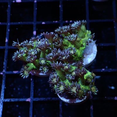 Green Glitter Goniopora - Frag (Goniopora Spp.)
